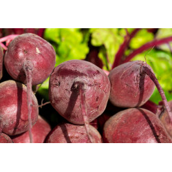 Sugar industry filters - Beet juice clarification