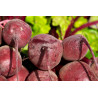 Sugar industry filters - Beet juice clarification