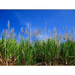 Sugar industry filters - Sugar cane juice clarification