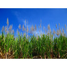 Sugar industry filters - Sugar cane juice clarification