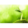 [PG] Papier de germination